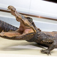 小型の肉食獣ニシアフリカコビトワニの剥製の写真