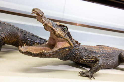 小型の肉食獣ニシアフリカコビトワニの剥製