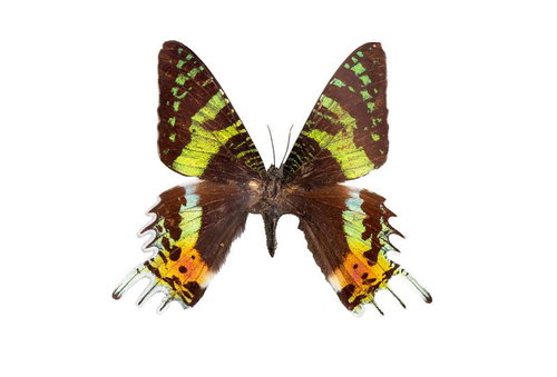 優雅に羽を広げたニシキオオツバメガの標本