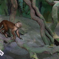 木の枝に立つノドシロオマキザルの剥製の写真