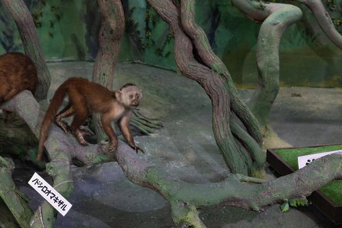 木の枝に立つノドシロオマキザルの剥製