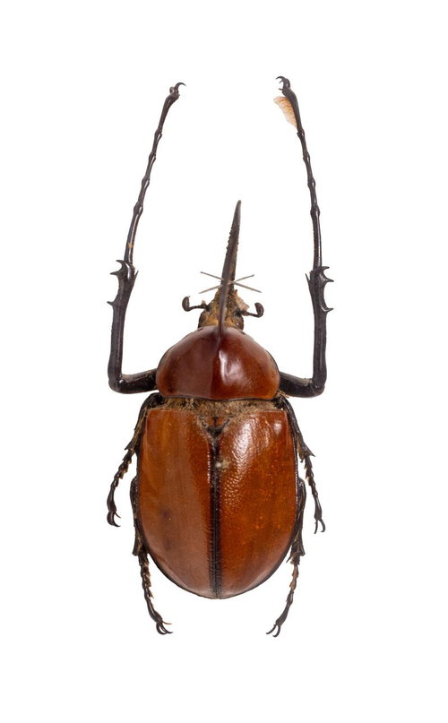 ノコギリタテヅノオオカブト（ベネズエラ）オスの標本