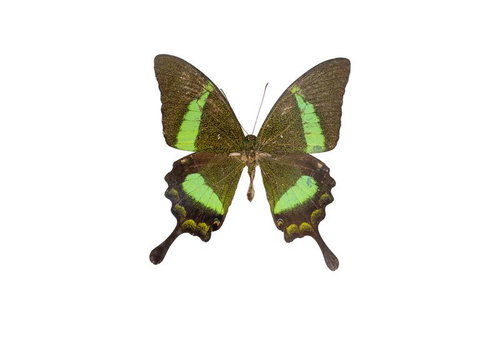 フィリピン産のオビクジャクアゲハのオスの標本