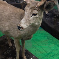 優美な角を持つオジロジカの剥製の写真