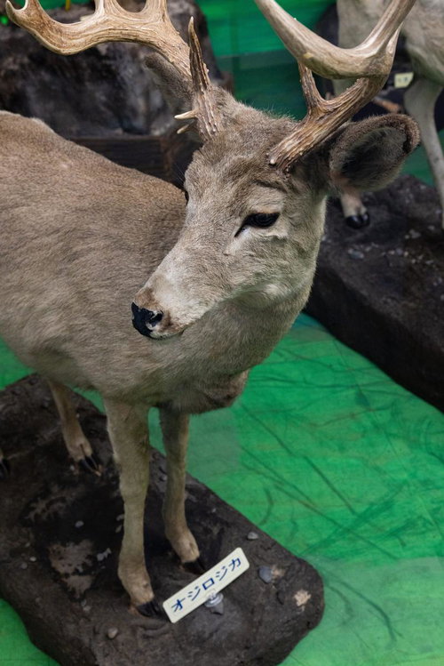 優美な角を持つオジロジカの剥製