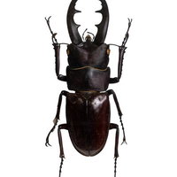 威厳のある姿で佇む漆黒のオキナワノコギリクワガタの写真