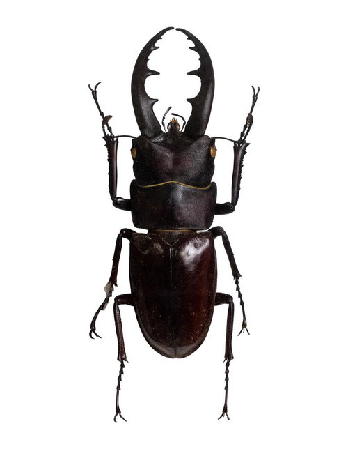 威厳のある姿で佇む漆黒のオキナワノコギリクワガタ