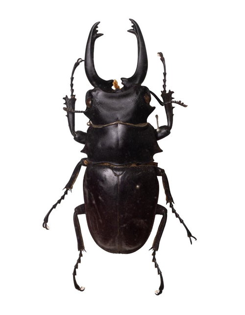 力強い大顎と堂々としたフォルムが特徴的なオニツヤクワガタの標本