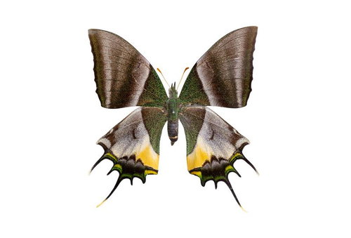 オオゴンテングアゲハ（タイ）メスの標本