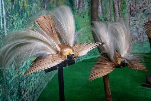 繊細な羽飾りを誇るオオフウチョウの剥製