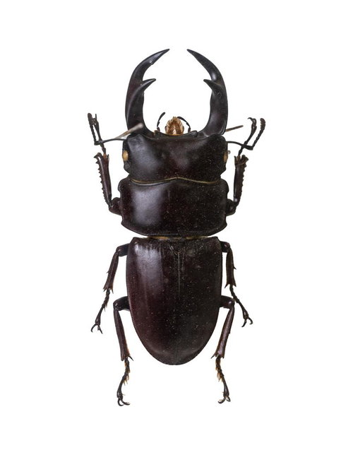 オオクワガタの標本