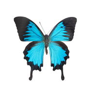 ニュージニア産のオオルリアゲハの標本の写真