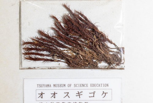 オオスギゴケの標本