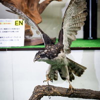 鋭い爪と目が迫るオオタカの剥製の写真