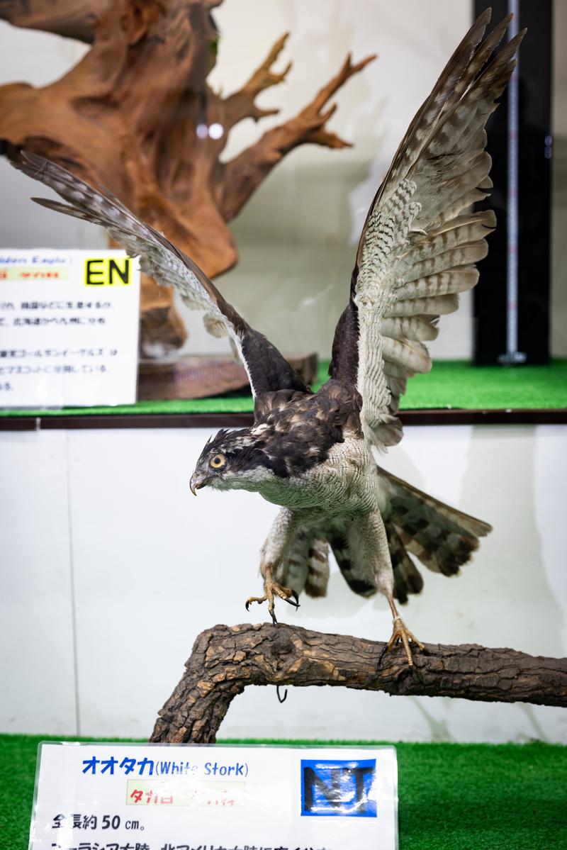 翼を広げるチュウヒの迫力を伝える剥製の写真素材 - フリー素材ぱくたそ