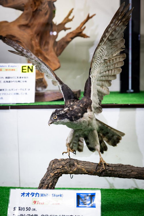 鋭い爪と目が迫るオオタカの剥製