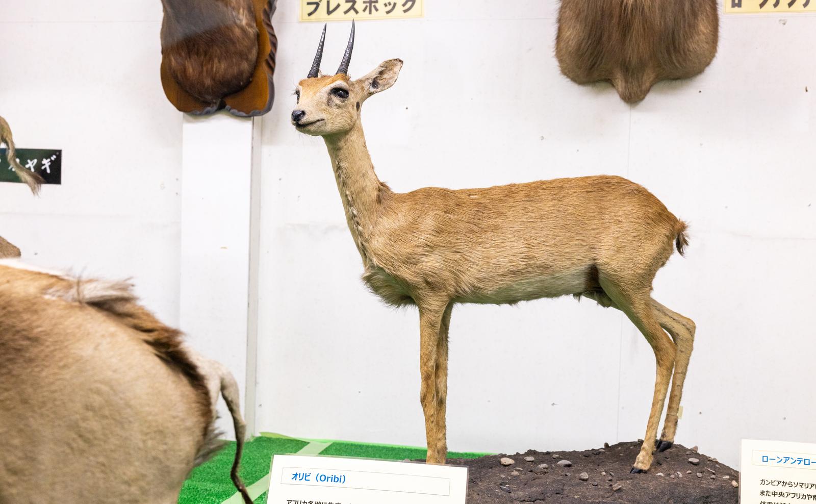 博物館の標本台に展示されたオリビアンテロープの剥製。細く長い脚と黒い角が特徴
