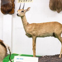 博物館に佇むオリビアンテロープの姿の写真