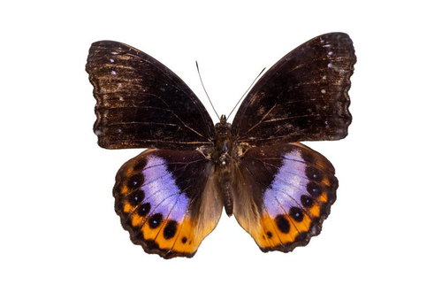 紫色とオレンジ色のコントラストが特徴的なパンダラスムラサキ（セラム）メスの標本