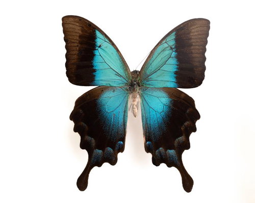 神秘的な青と黒のコントラストが美しいペリクレスアゲハの標本