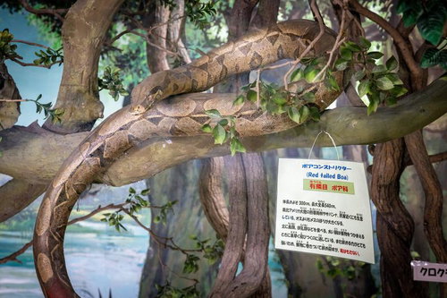 木々に潜む巨蛇ボアコンストリクター