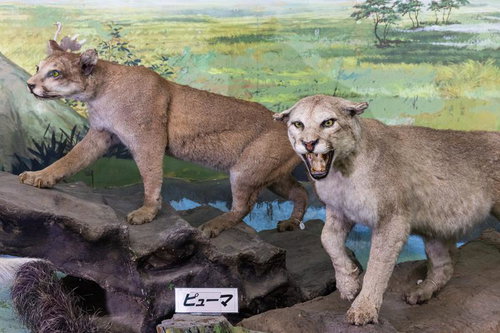 岩場に佇む2頭のピューマの剥製
