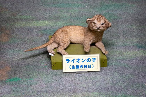 生後6日目のライオンの剥製