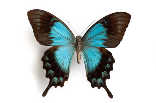 ロルキアヌスアゲハ（ハルマヘラ）の標本 ターコイズブルーと漆黒
