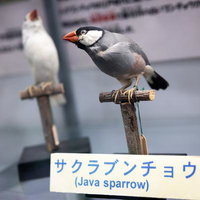 サクラブンチョウの剥製の写真