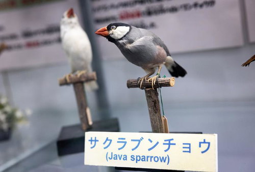 サクラブンチョウの剥製