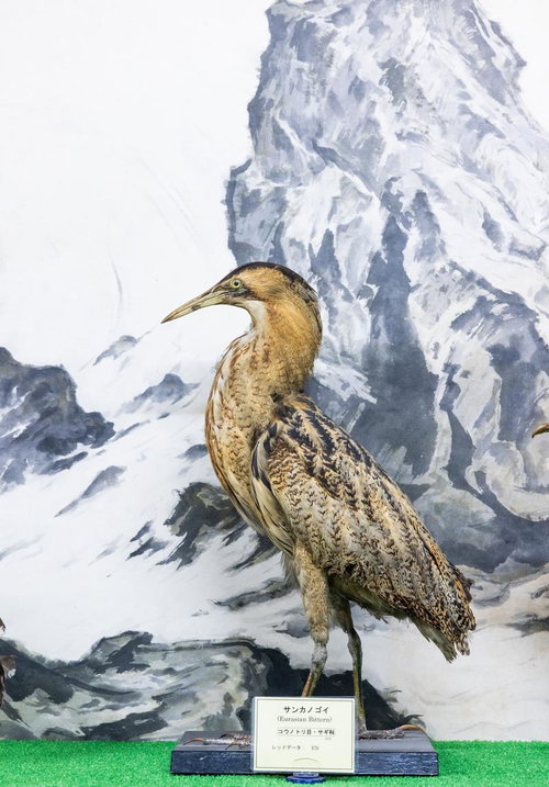 サンカノゴイの剥製