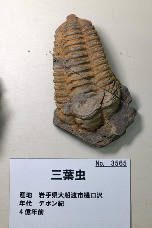 歴史を刻む三葉虫の化石