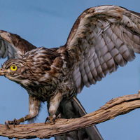 力強い翼と鋭い目のサシバの剥製の写真