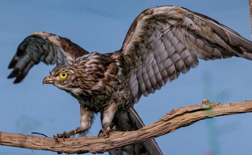 力強い翼と鋭い目のサシバの剥製