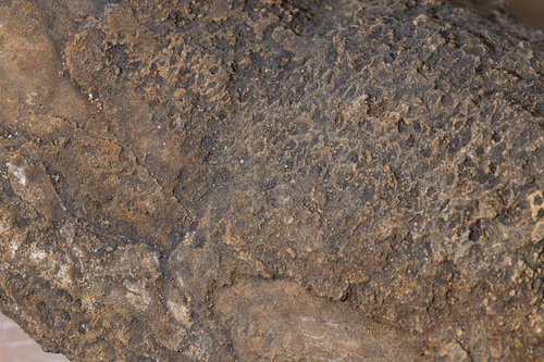 石灰質層孔虫（海綿）の岩石クローズアップ