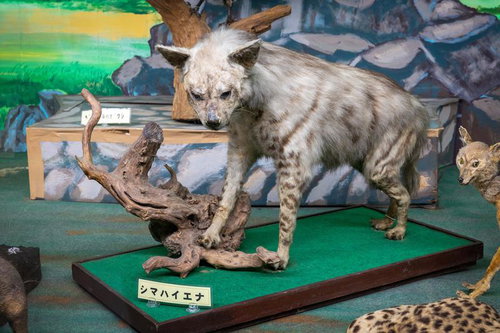 シマハイエナの剥製
