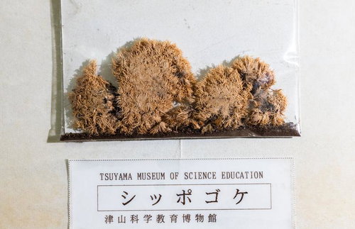 シッポゴケの標本