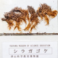 シラガゴケの標本の写真