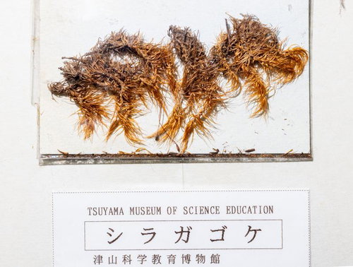 シラガゴケの標本