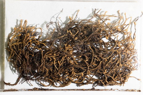 シロヒジキゴケの乾燥標本