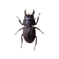 スジブトヒラタクワガタの標本の写真