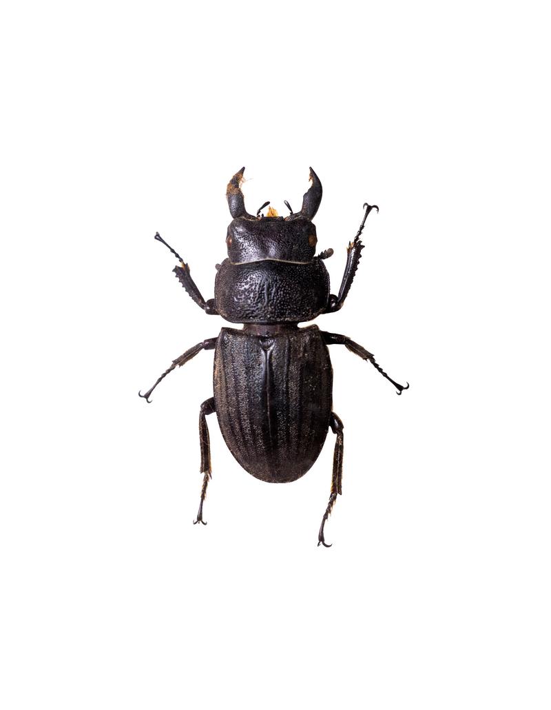 スジブトヒラタクワガタの標本の写真素材 - フリー素材ぱくたそ