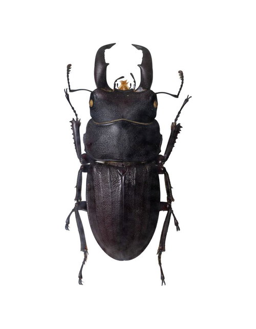 重厚感漂うスジブトヒラタクワガタの標本