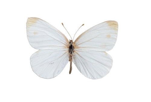 純白の翅を広げたスジグロチョウ春型の標本