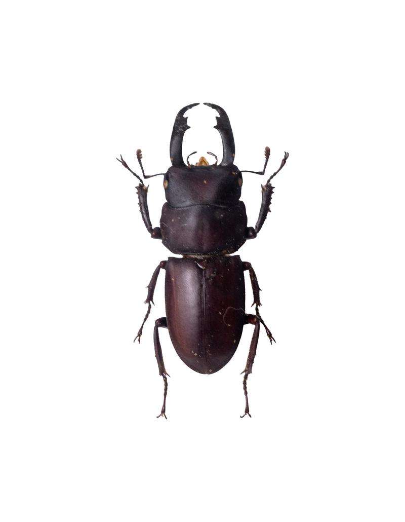 コクワガタ　スジクワガタ　ネブトクワガタ標本 ネブトクワガタの標本の写真素材 - フリー素材ぱくたそ