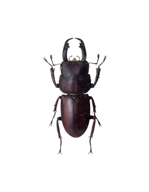 赤褐色の体と精巧なフォルムが特徴的なスジクワガタの標本