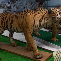 スマトラトラの剥製の写真