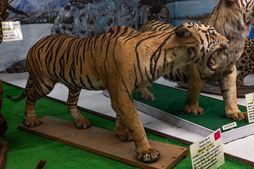 スマトラトラの剥製