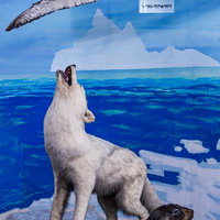 氷原を背に吠えるタイリクオオカミの剥製の写真