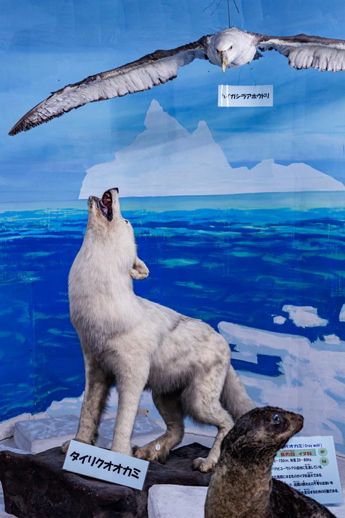 吠える姿のタイリクオオカミの剥製展示